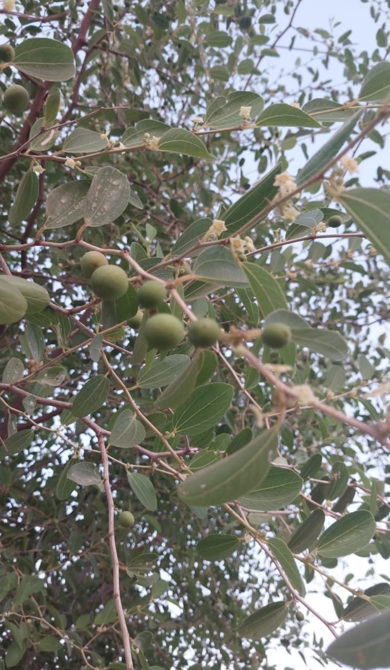 Sidr (Lote tree) leaves