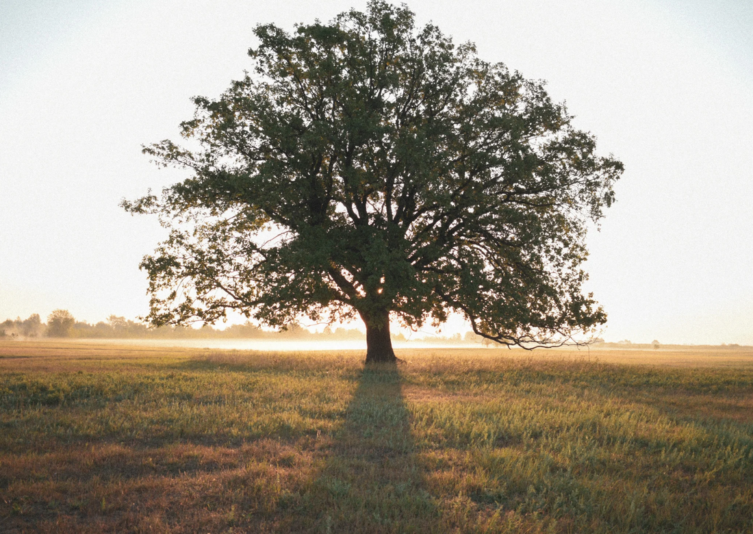 Benefits of Lote Tree